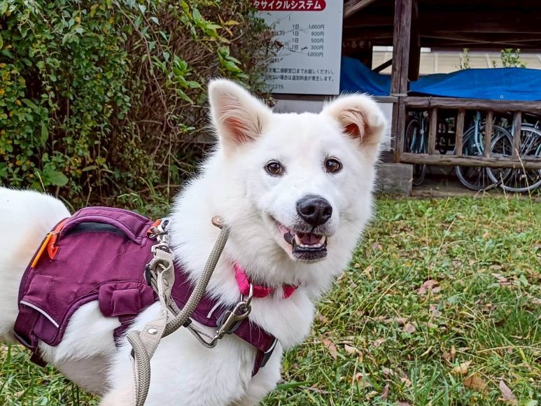 ロゼ🐶浜松譲渡センター - 保護犬たちの里親募集サイト / ピースワンコ